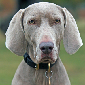 Weimaraner - carousel