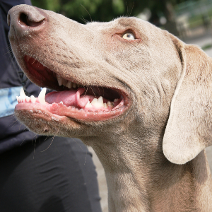 Weimaraner - carousel