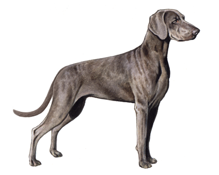 Weimaraner