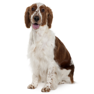 Welsh Springer Spaniel - carousel