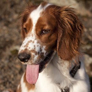 Welsh Springer Spaniel - carousel