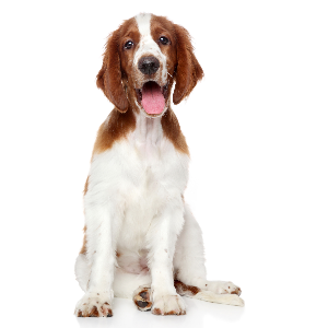 Welsh Springer Spaniel - carousel