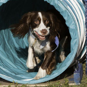 Welsh Springer Spaniel - carousel