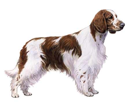 Welsh Springer Spaniel