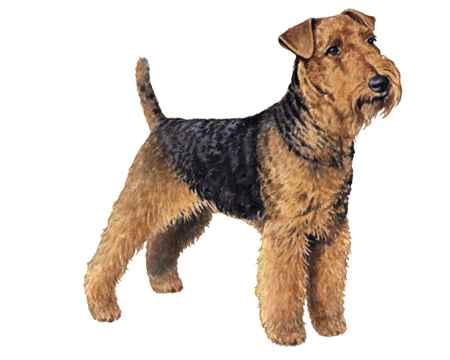 Welsh Terrier