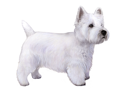 West Highland White Terrier