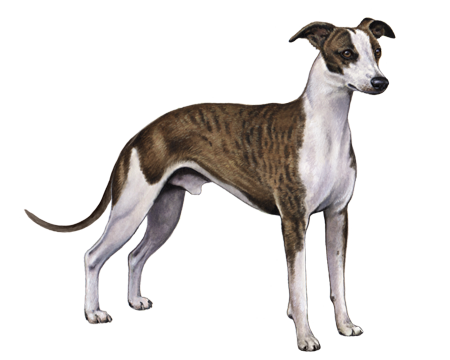 Whippet