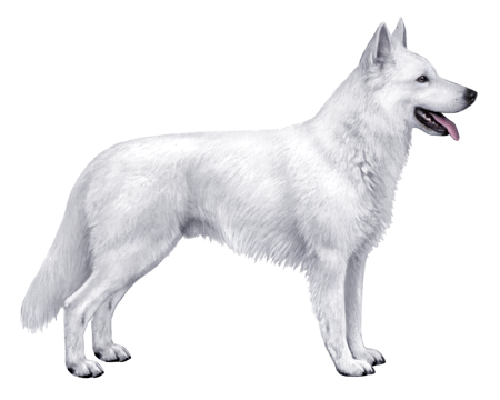 White Swiss Shepherd