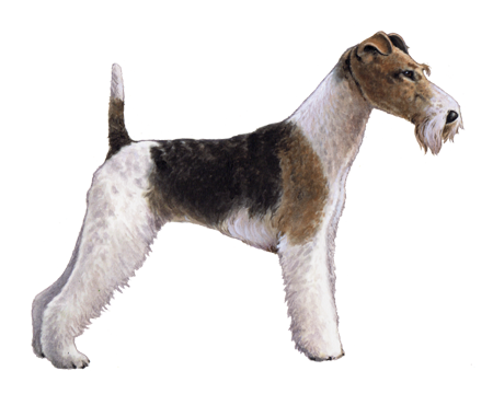 Wire Fox Terrier