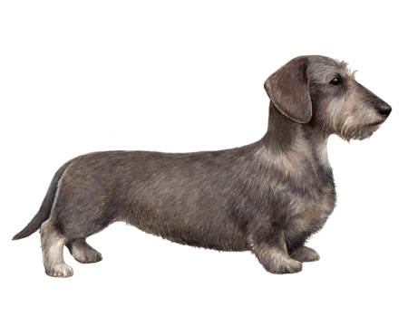 Wirehaired Dachshund