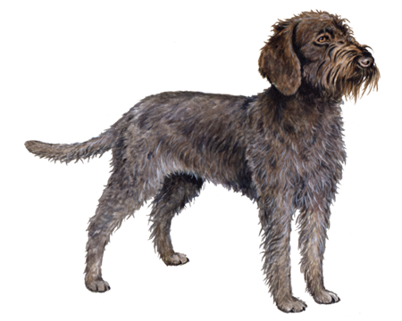 Wirehaired Pointing Griffon