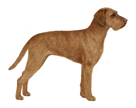 Wirehaired Vizsla