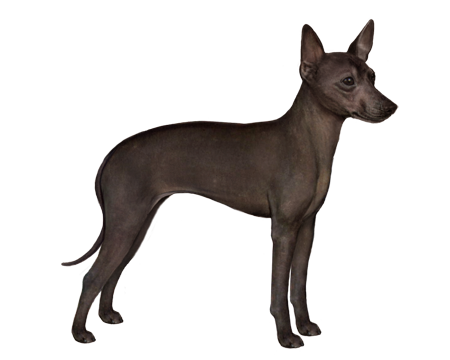 Xoloitzcuintli