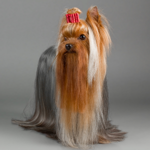 Yorkshire Terrier - carousel