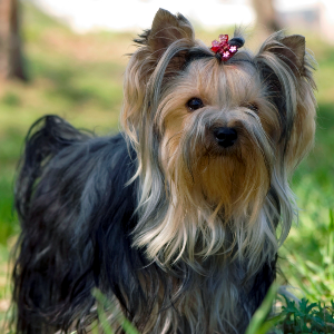 Yorkshire Terrier - carousel