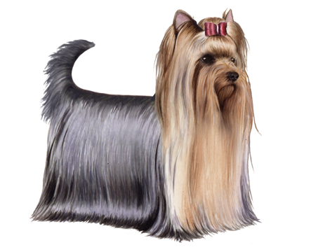 Yorkshire Terrier